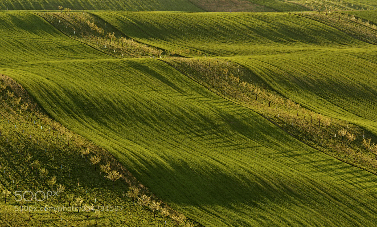 Nikon D7100 sample photo. Šardice 2 photography