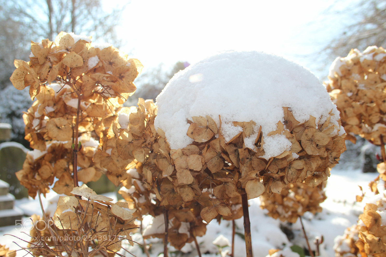 Canon EOS 650D (EOS Rebel T4i / EOS Kiss X6i) sample photo. Snow capped hydrangea photography