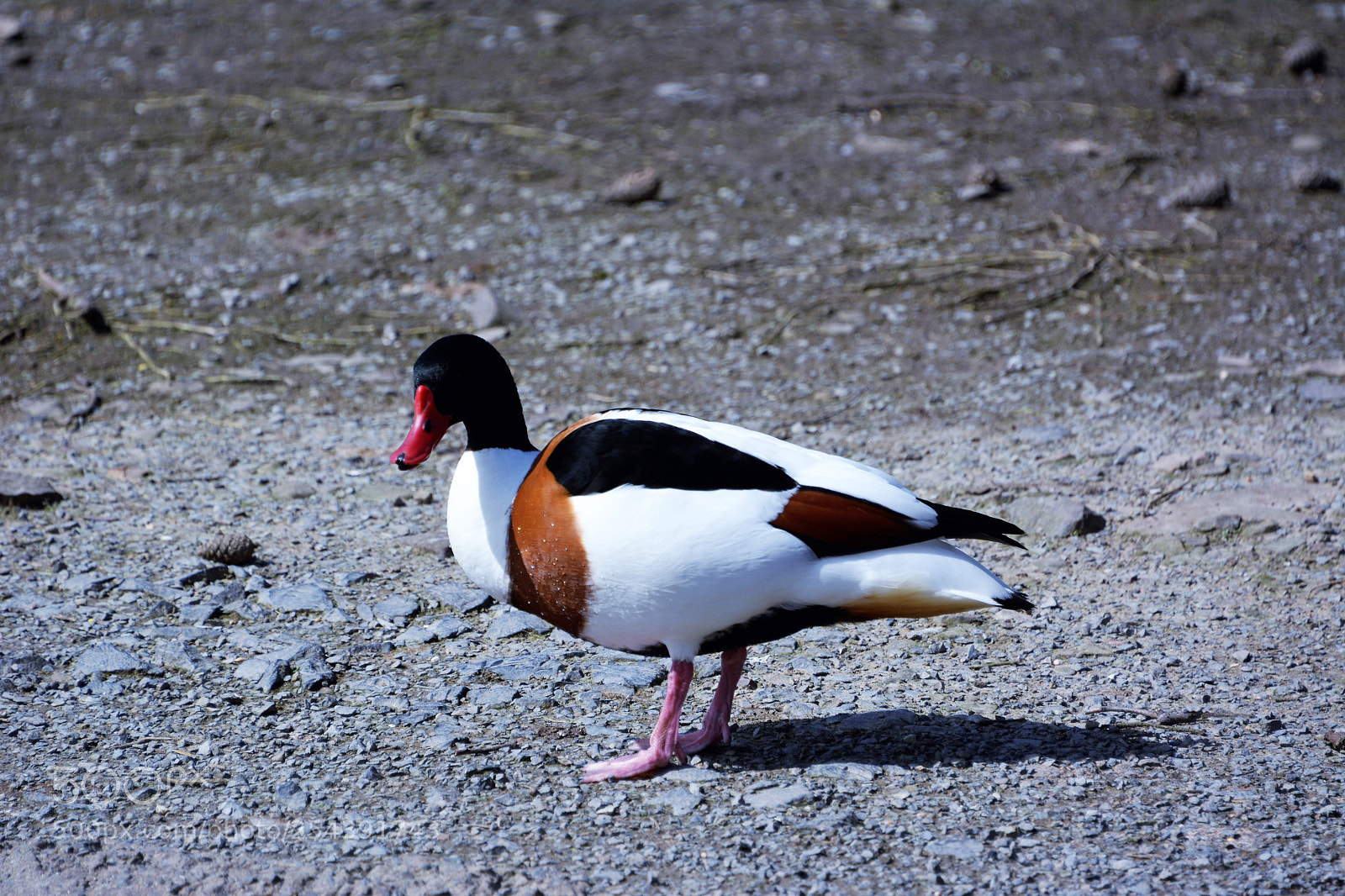 Nikon D7100 sample photo. Common shell duck photography