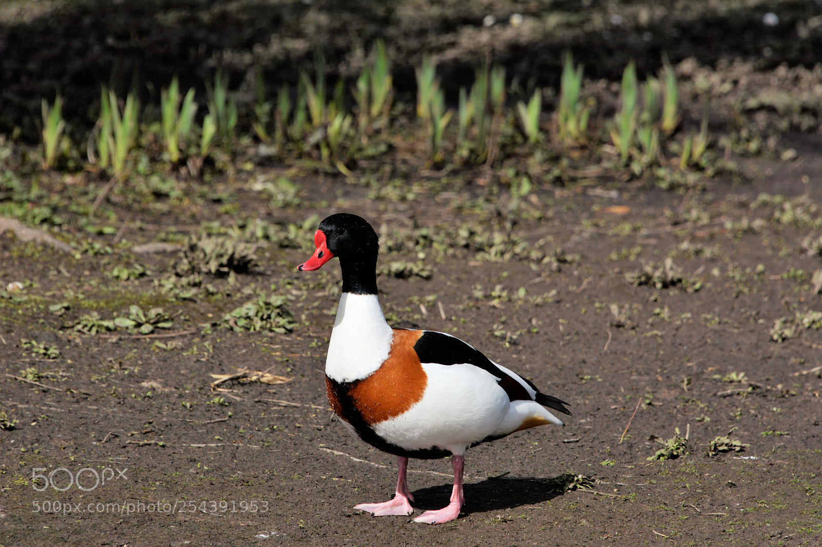 Nikon D7100 sample photo. Common shell duck photography