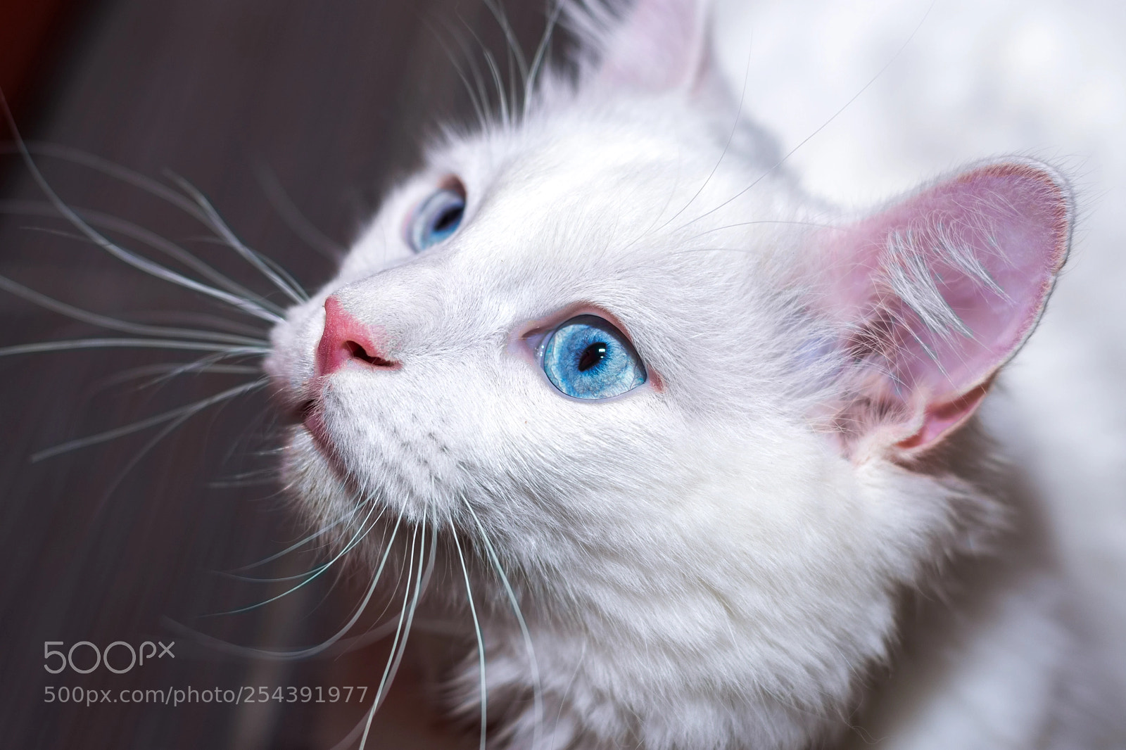 Nikon D7200 sample photo. Did someone say mouse? photography