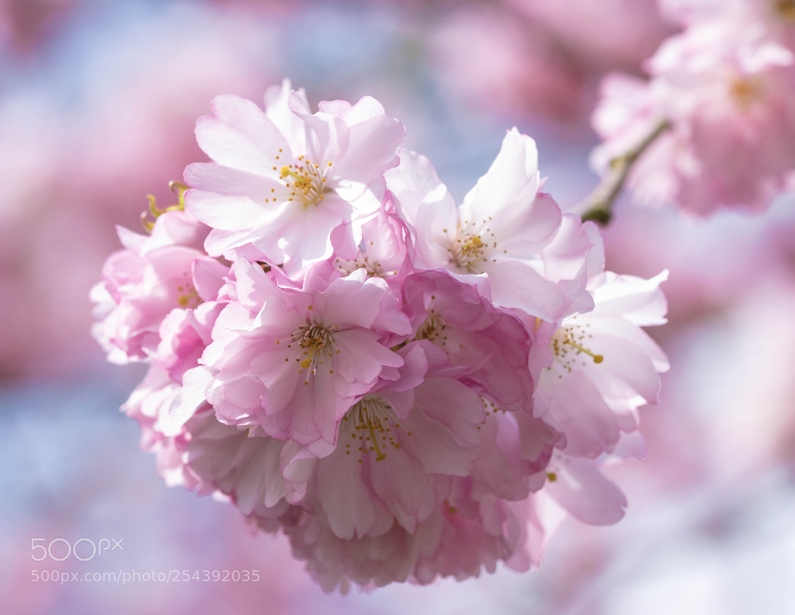 Nikon D5300 sample photo. Nansei photography