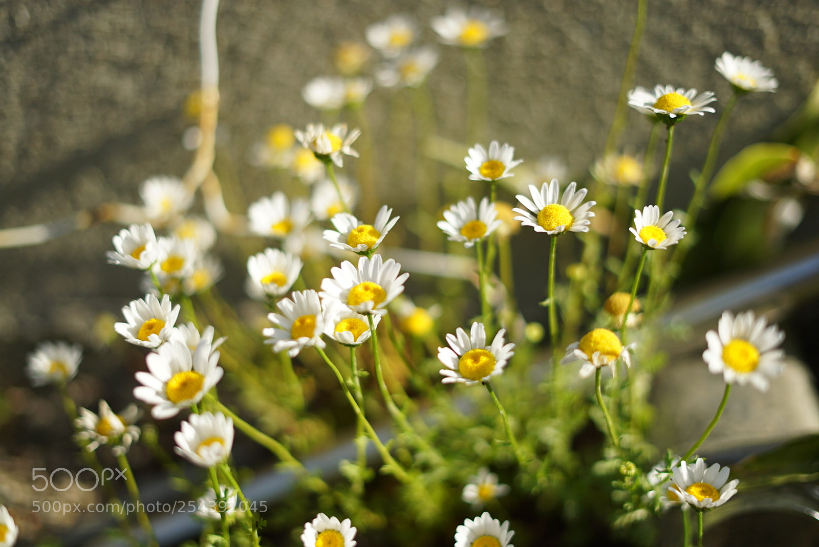 Sony a7S sample photo. Untitled photography
