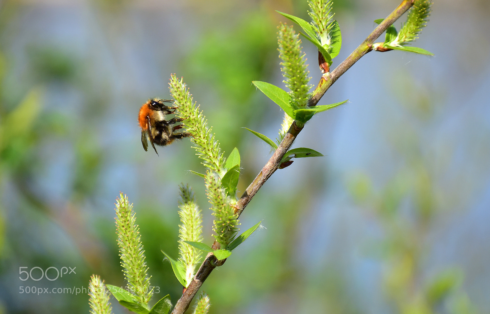 Nikon D7200 sample photo. The spring of bumblebee photography