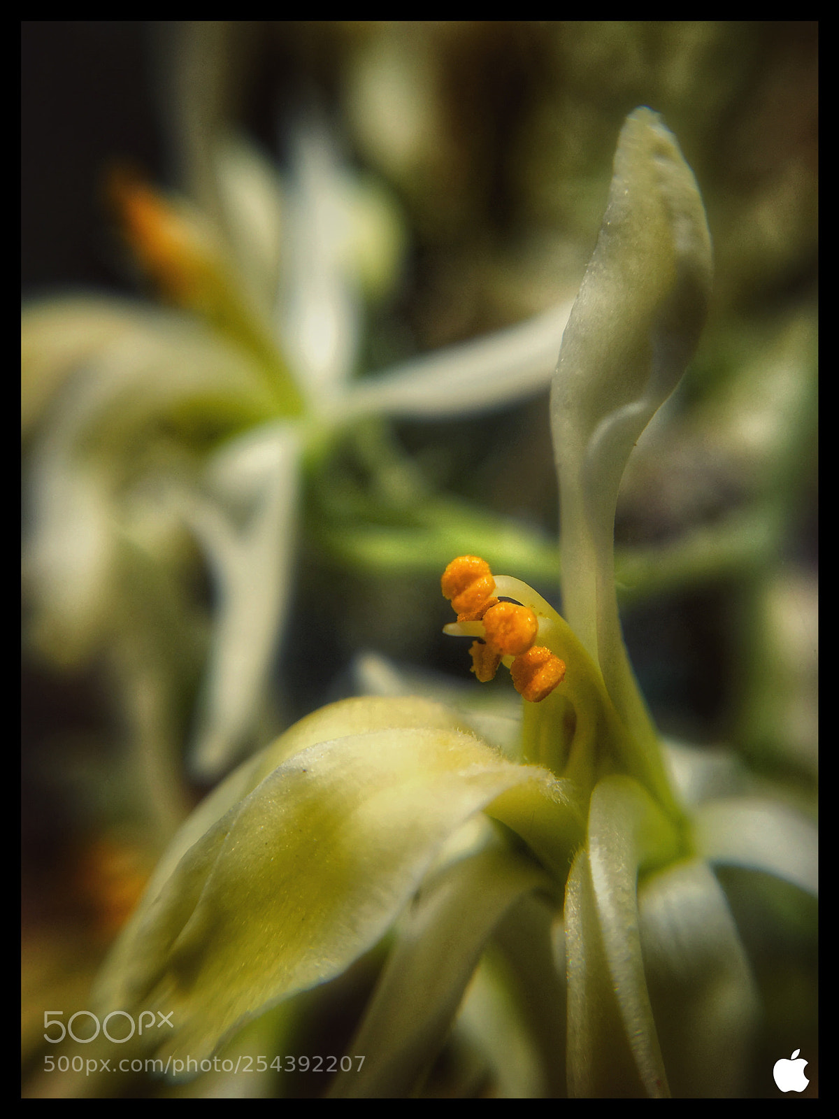 Apple iPhone 6s sample photo. Flower photography