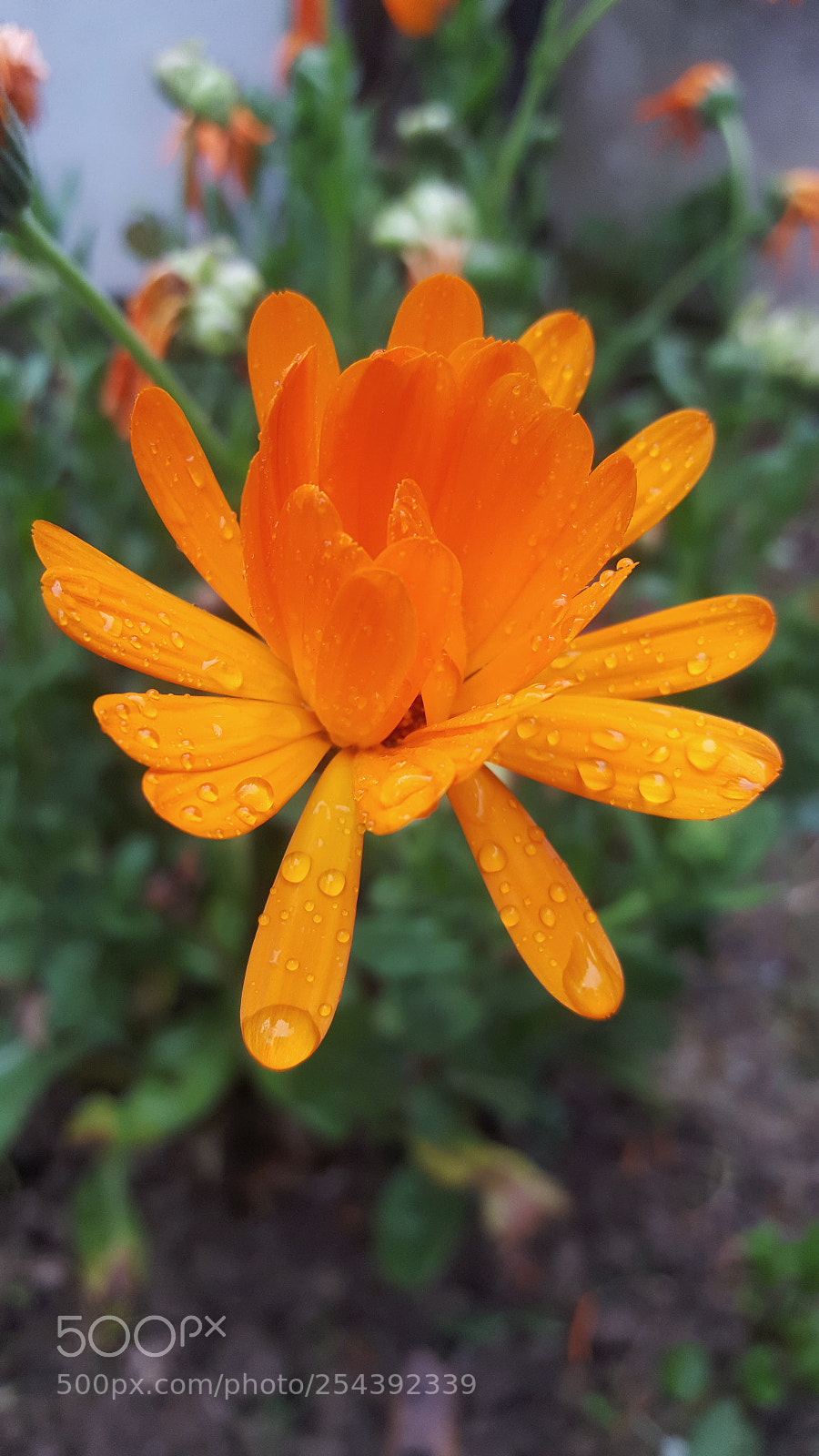 Samsung Galaxy S6 sample photo. Rain and flowers photography