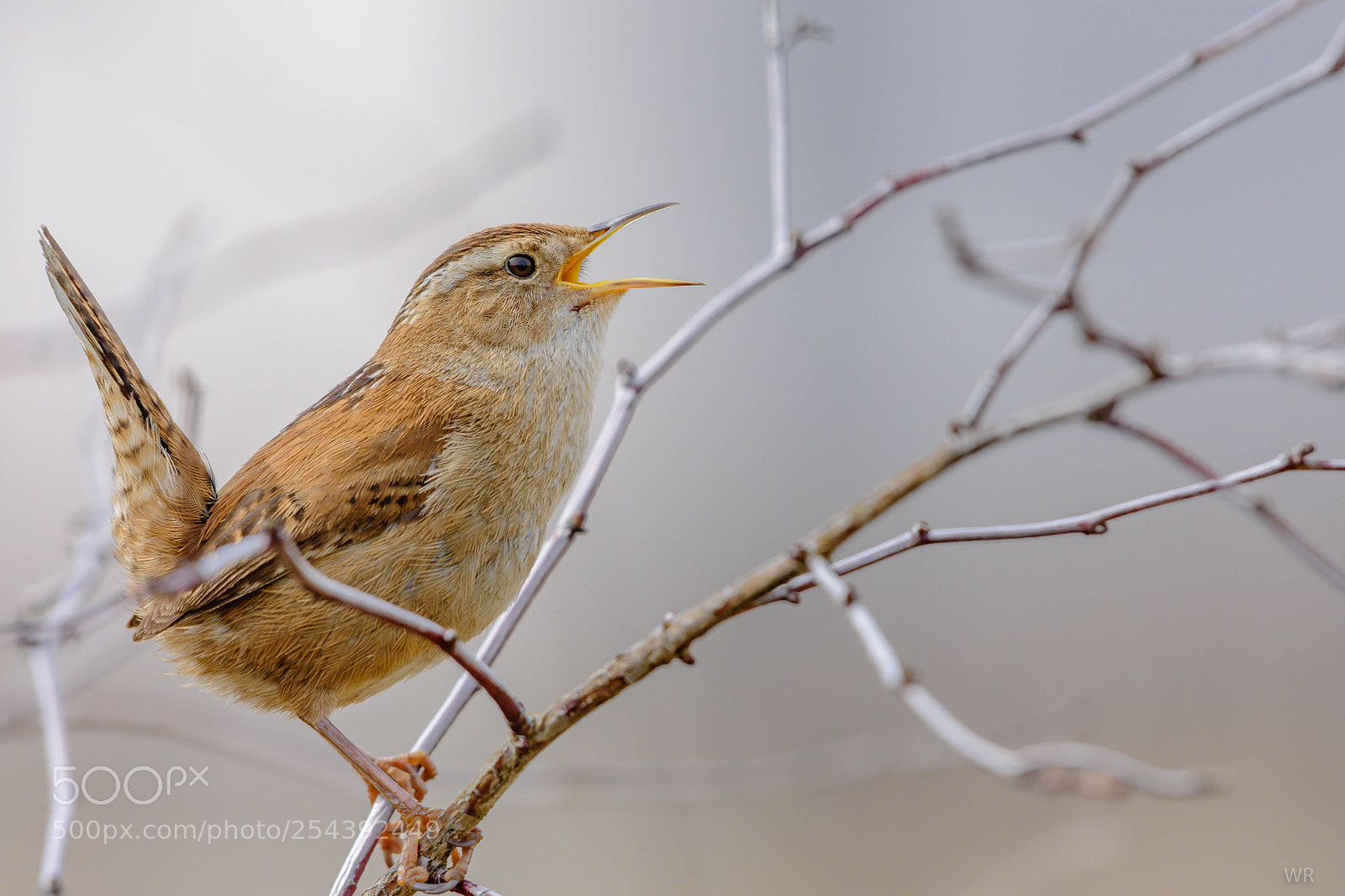 Nikon D7200 sample photo. Bewick's wren. photography