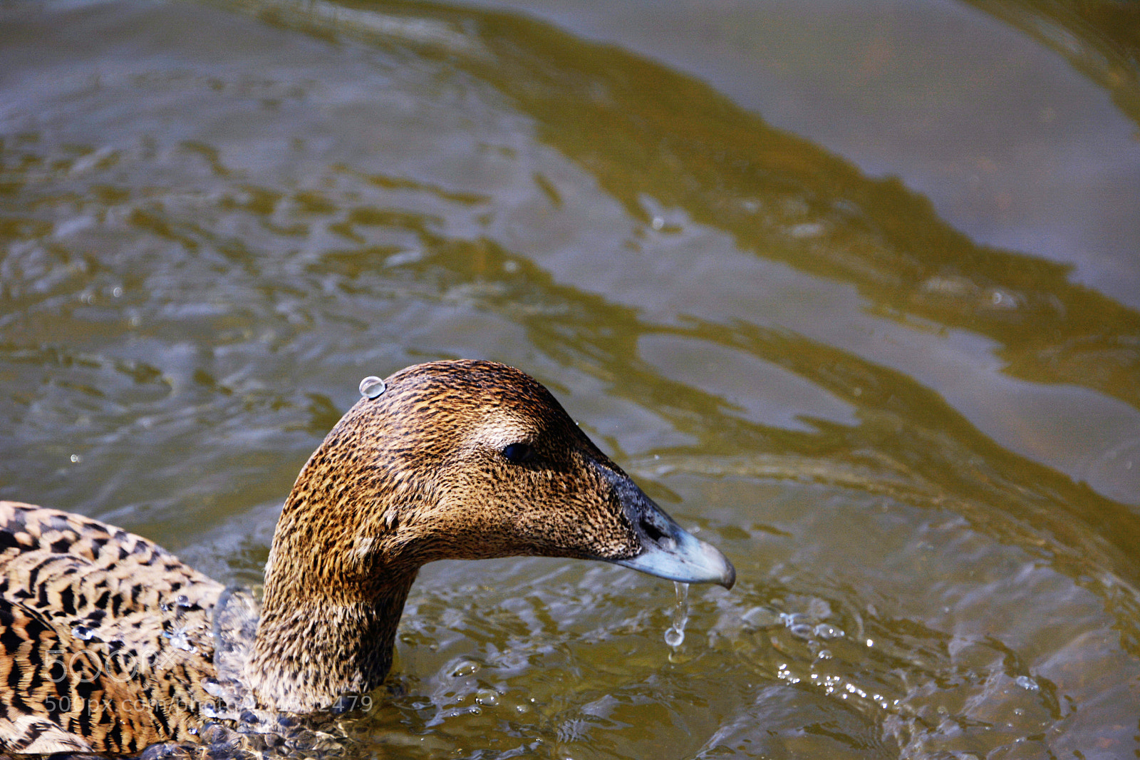 Nikon D7100 sample photo. Common eider female photography
