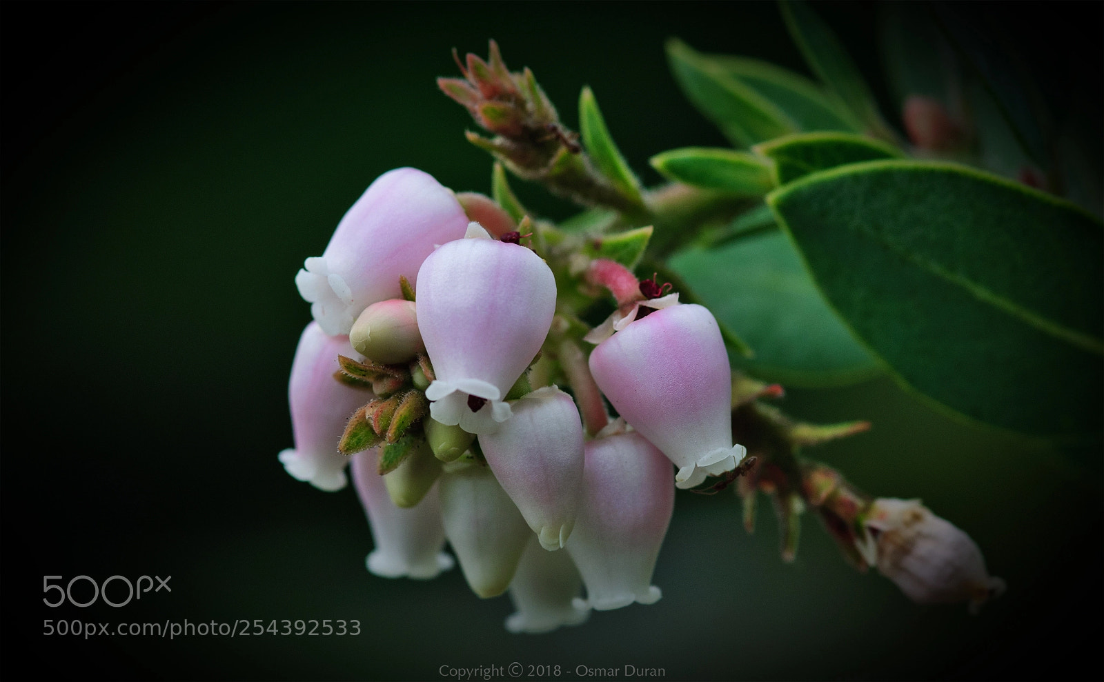 Nikon D300 sample photo. Manzanita photography