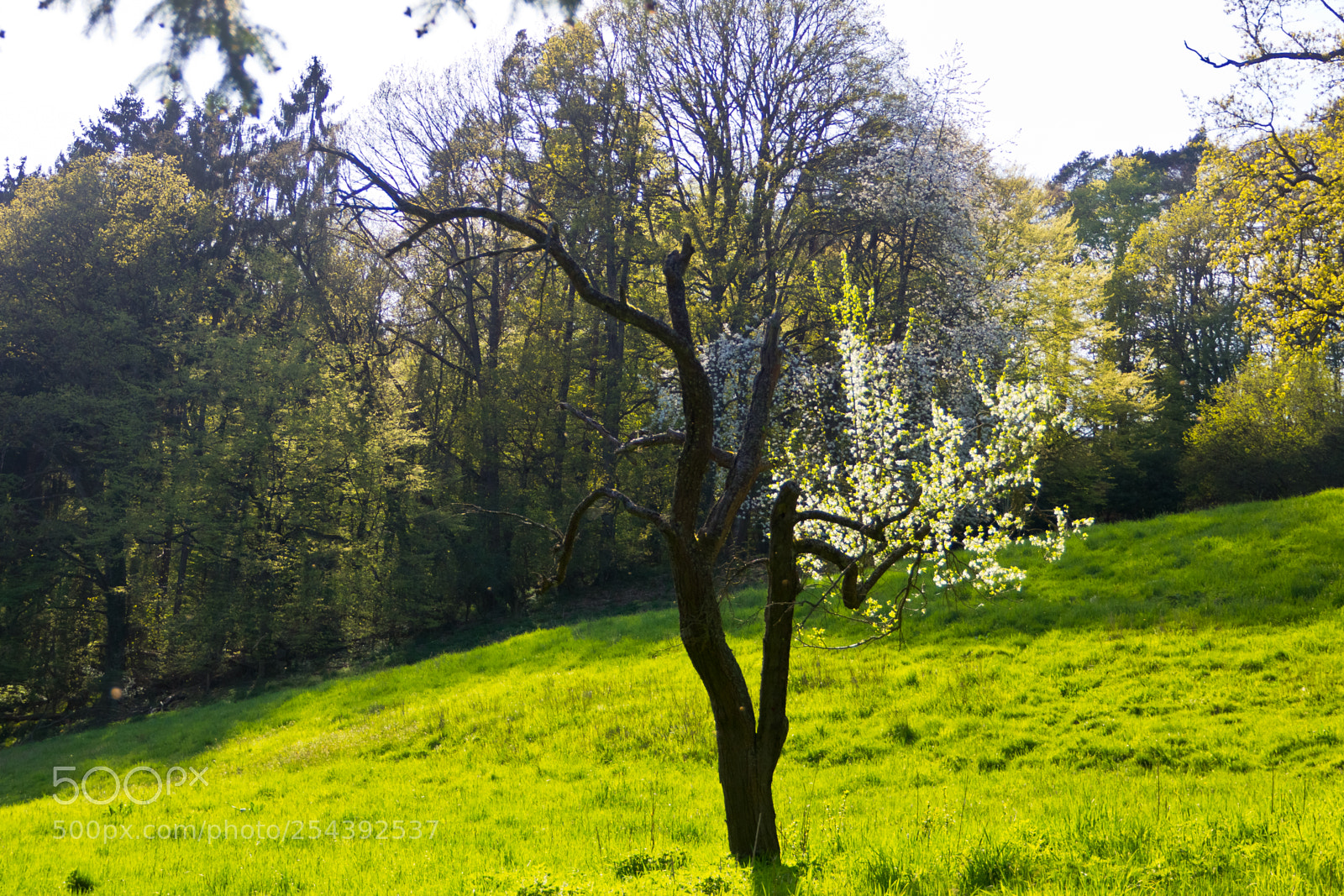 Canon EOS 60D sample photo. Life and death together photography
