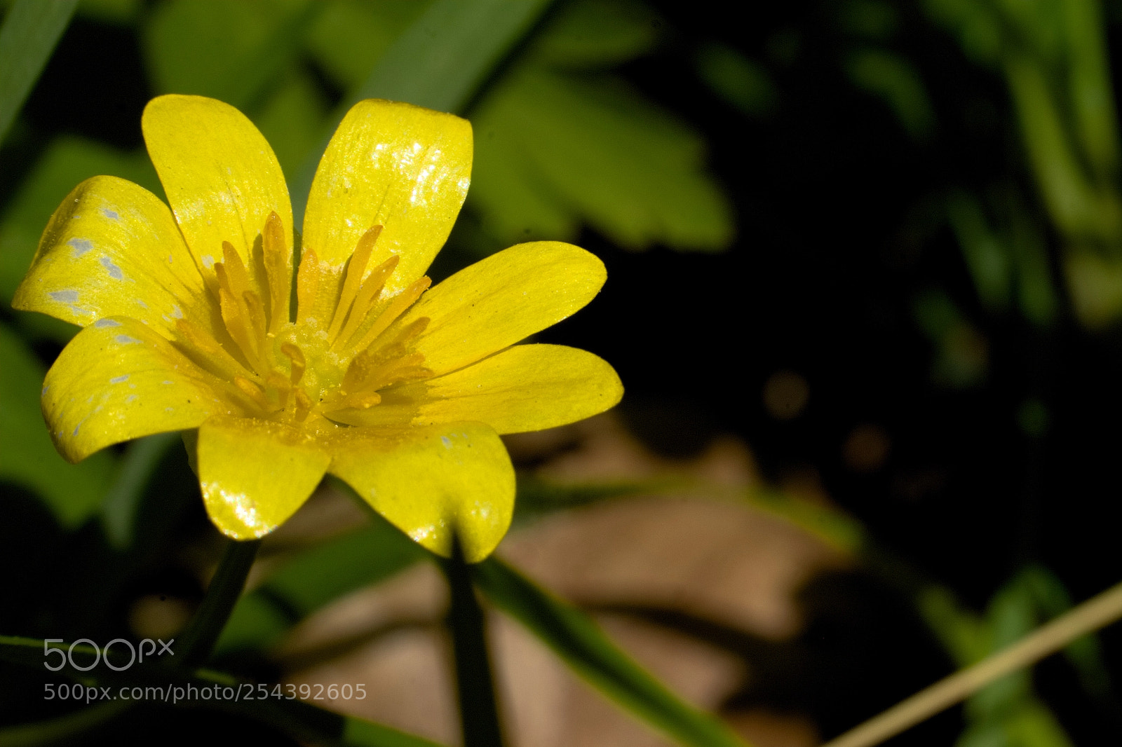 Canon EOS M10 sample photo. 2018-04-18 yellow flower at photography