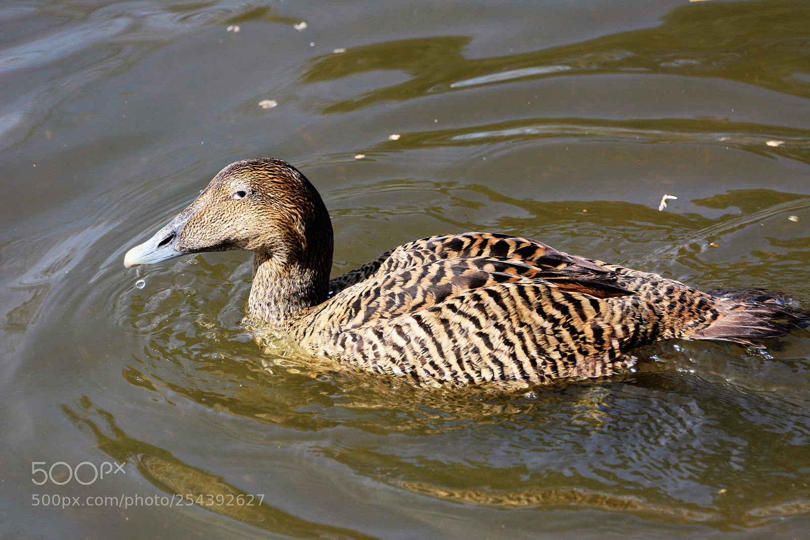 Nikon D7100 sample photo. Common eider female photography