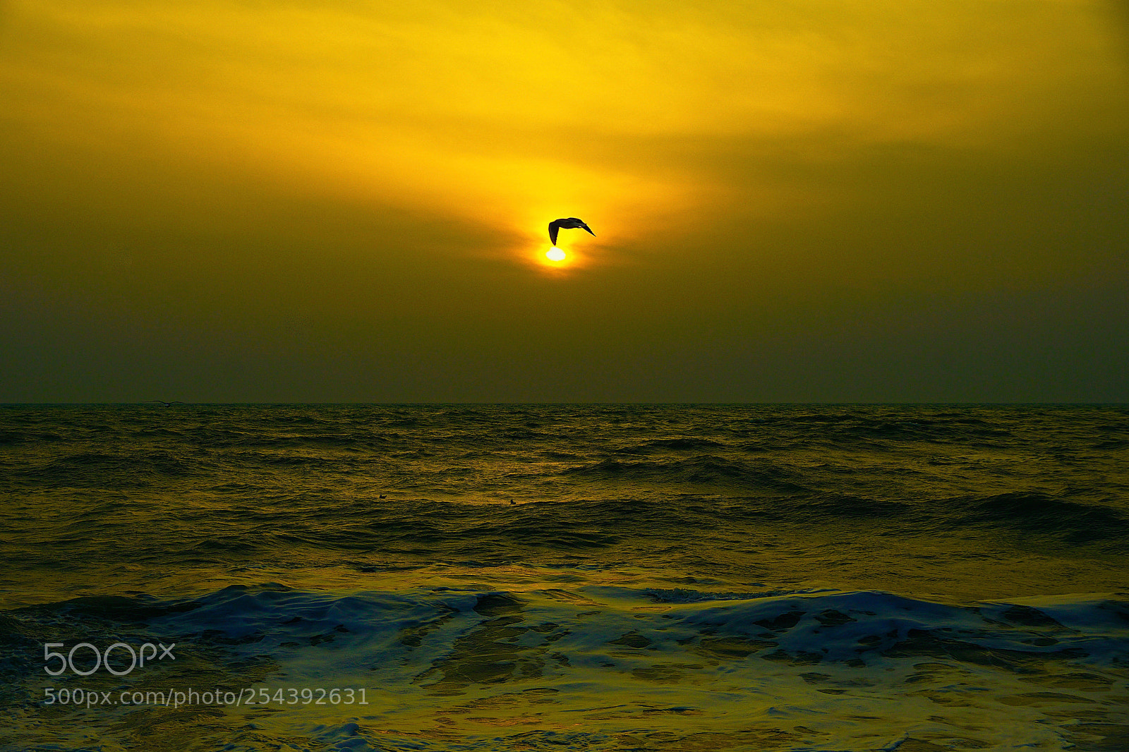 Sony ILCA-77M2 sample photo. Lonely seagull photography