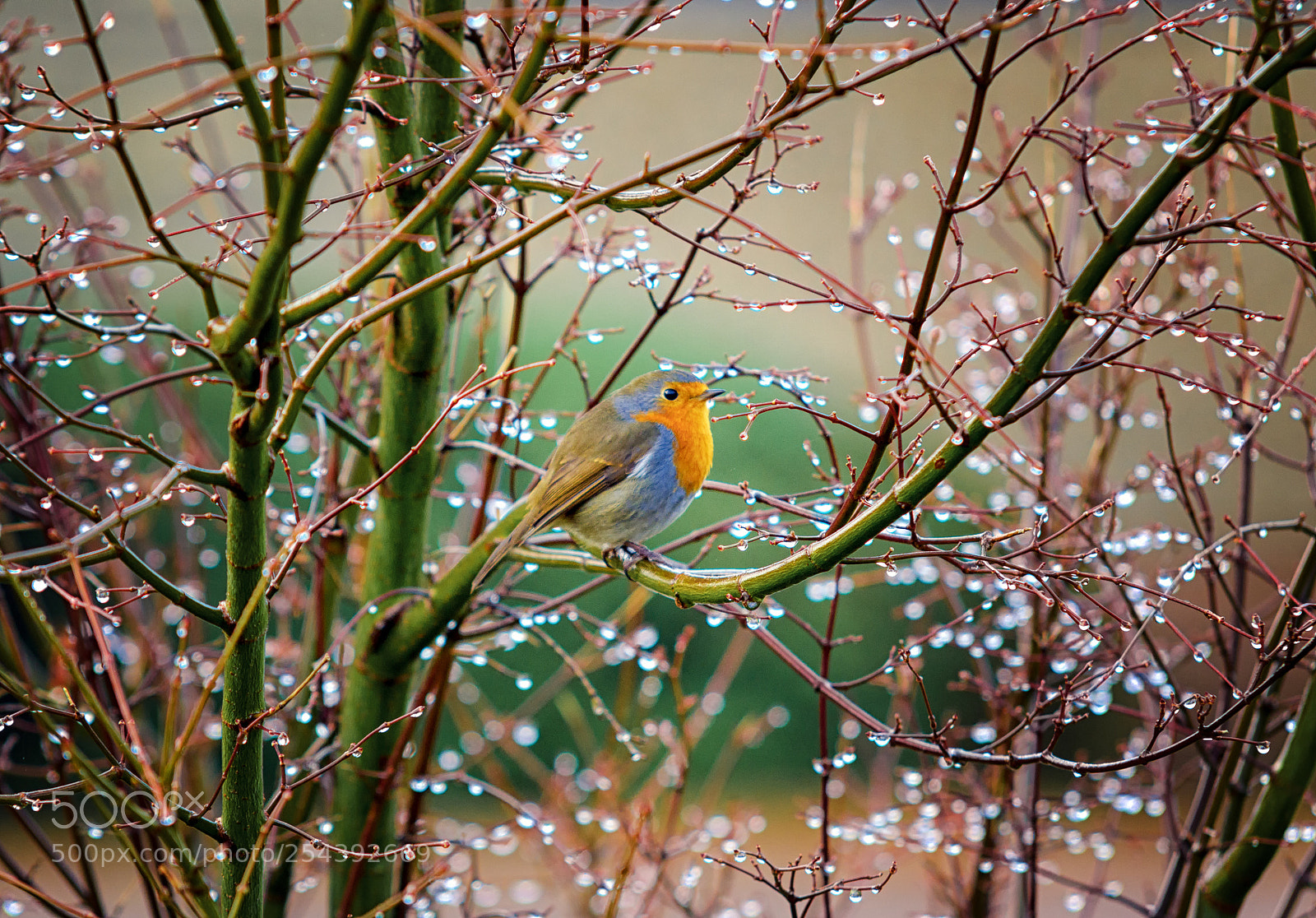 Pentax K-3 sample photo. A wee robin in photography