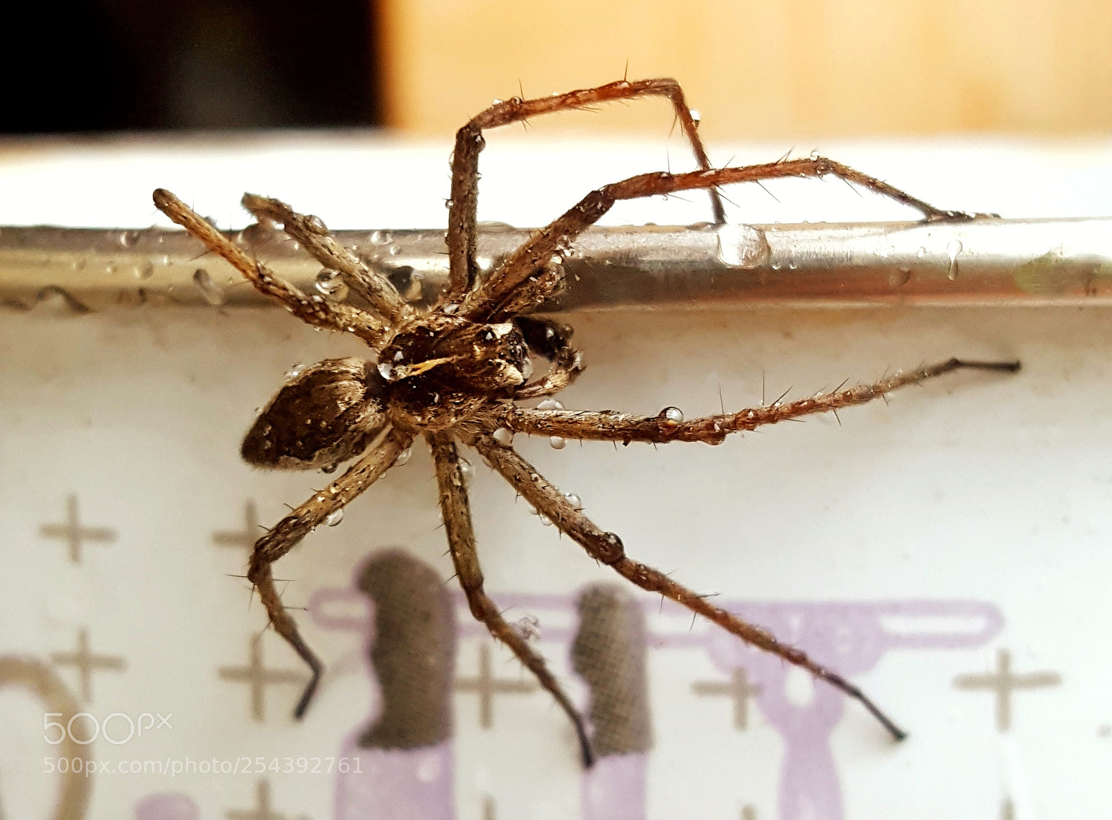 Samsung Galaxy S6 sample photo. Spider photography
