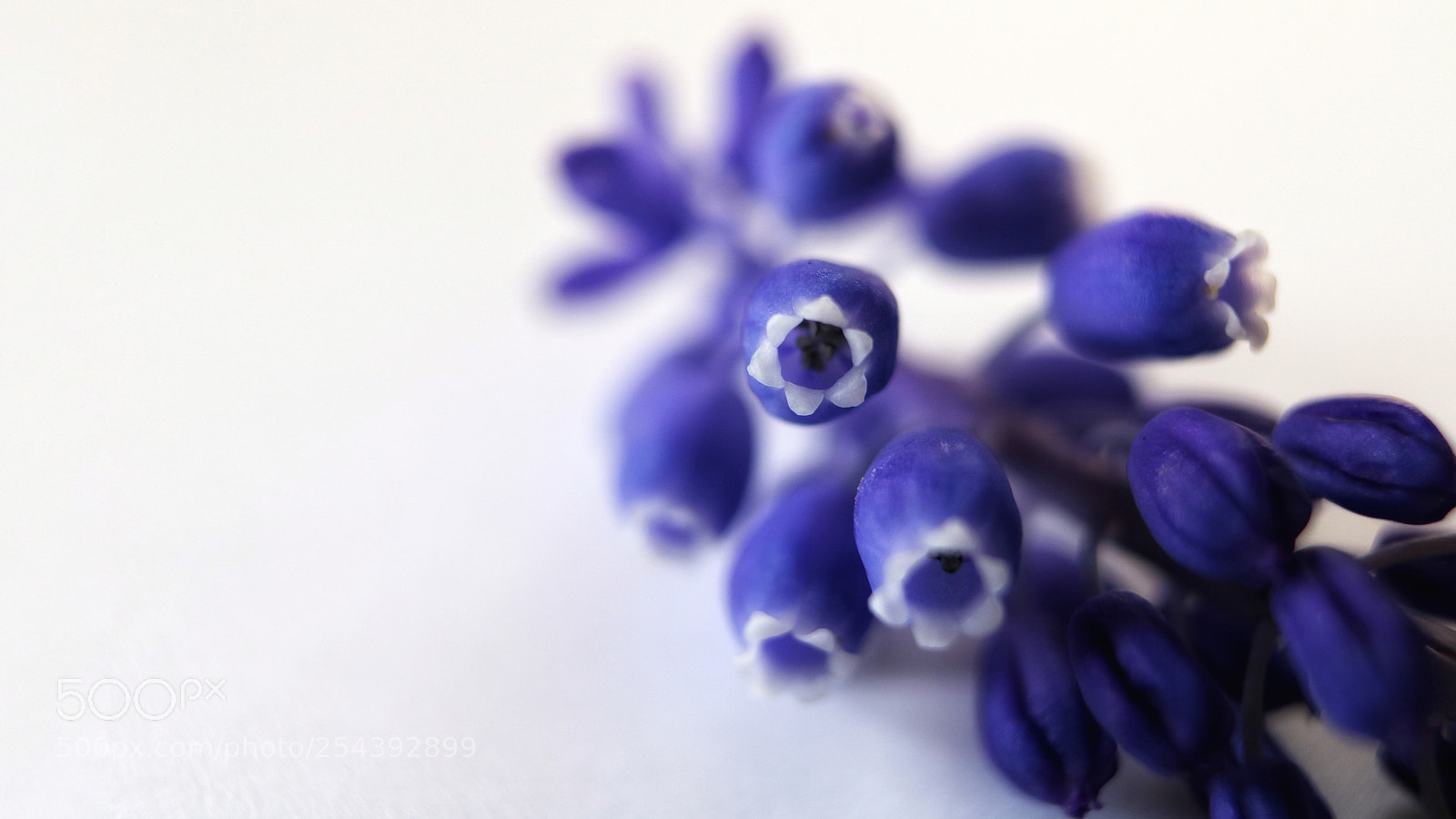 Canon EOS 750D (EOS Rebel T6i / EOS Kiss X8i) sample photo. Evanescenza  photography