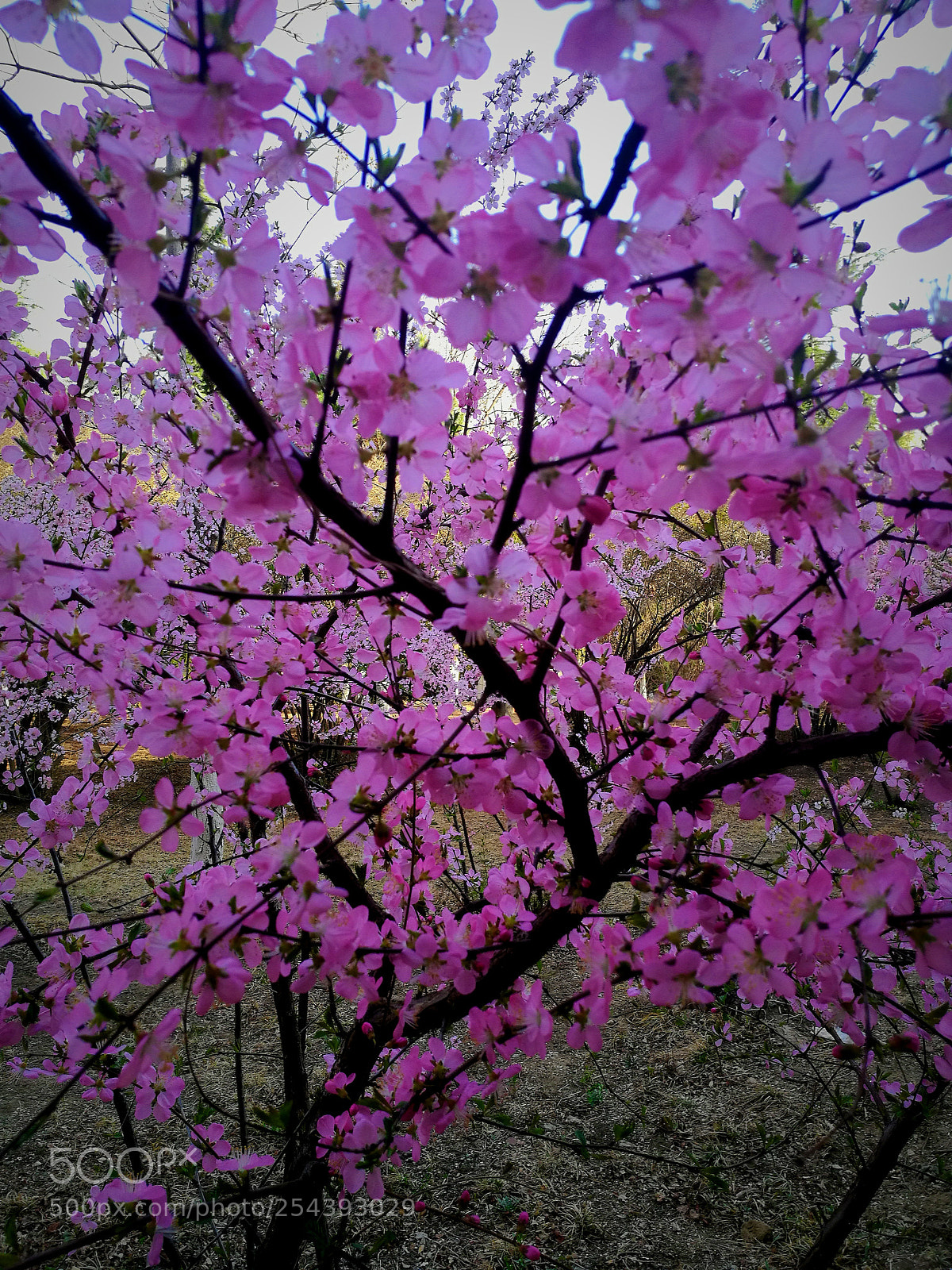 HUAWEI P9 sample photo. Blooming photography