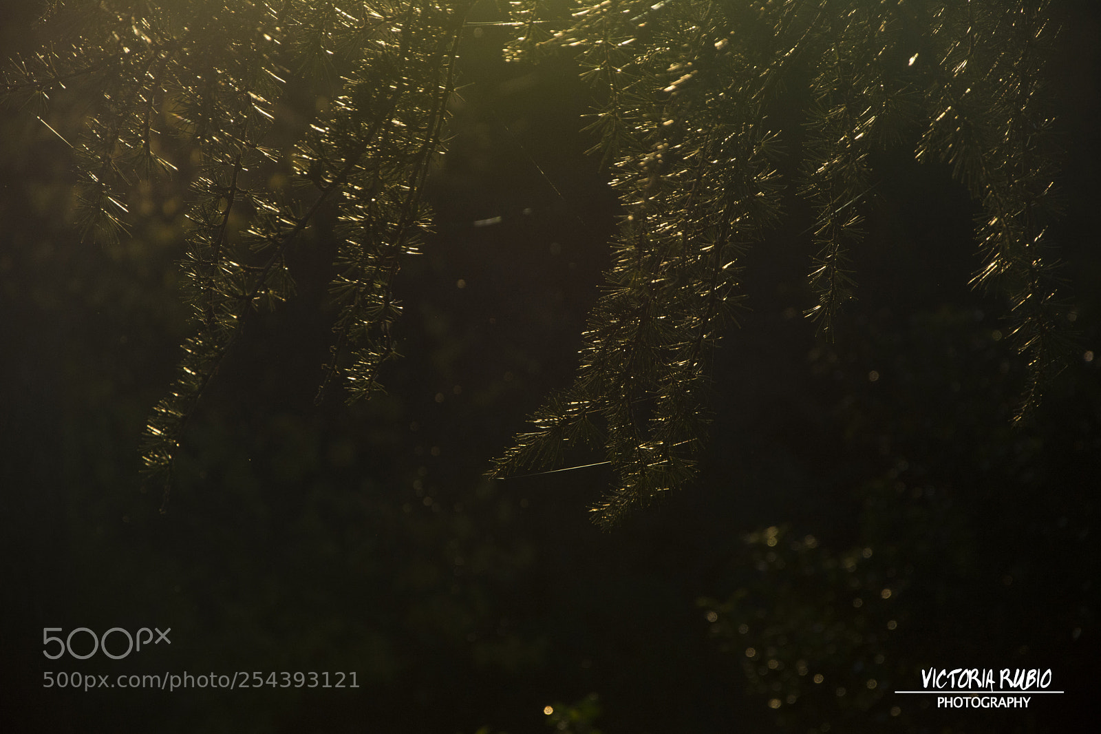 Nikon D5200 sample photo. Magic nature photography