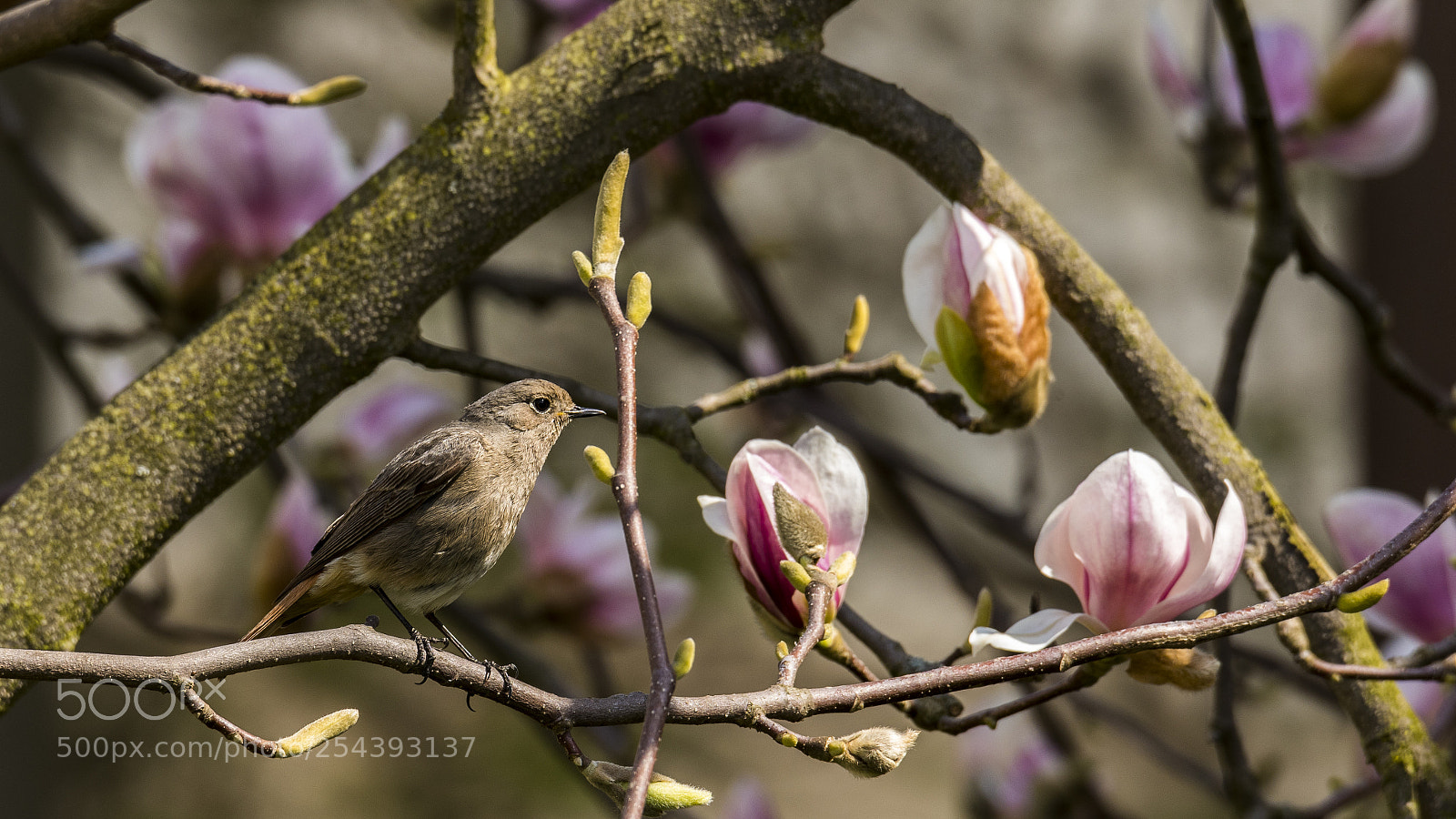 Nikon D750 sample photo. Bird welcoming spring on photography