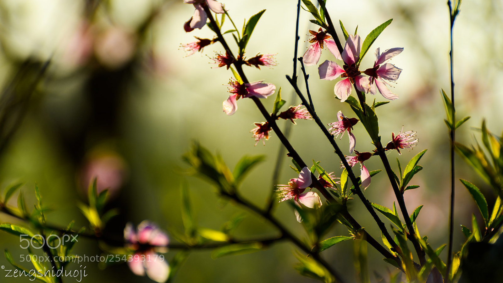 Nikon D500 sample photo. 盛开 photography