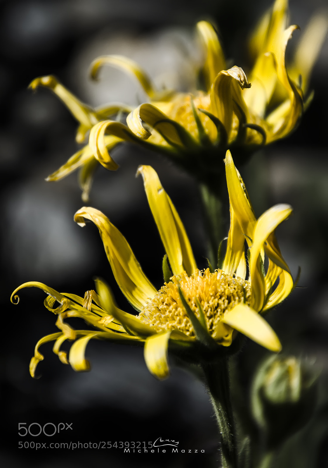 Nikon D5100 sample photo. Tim burton's flowers photography
