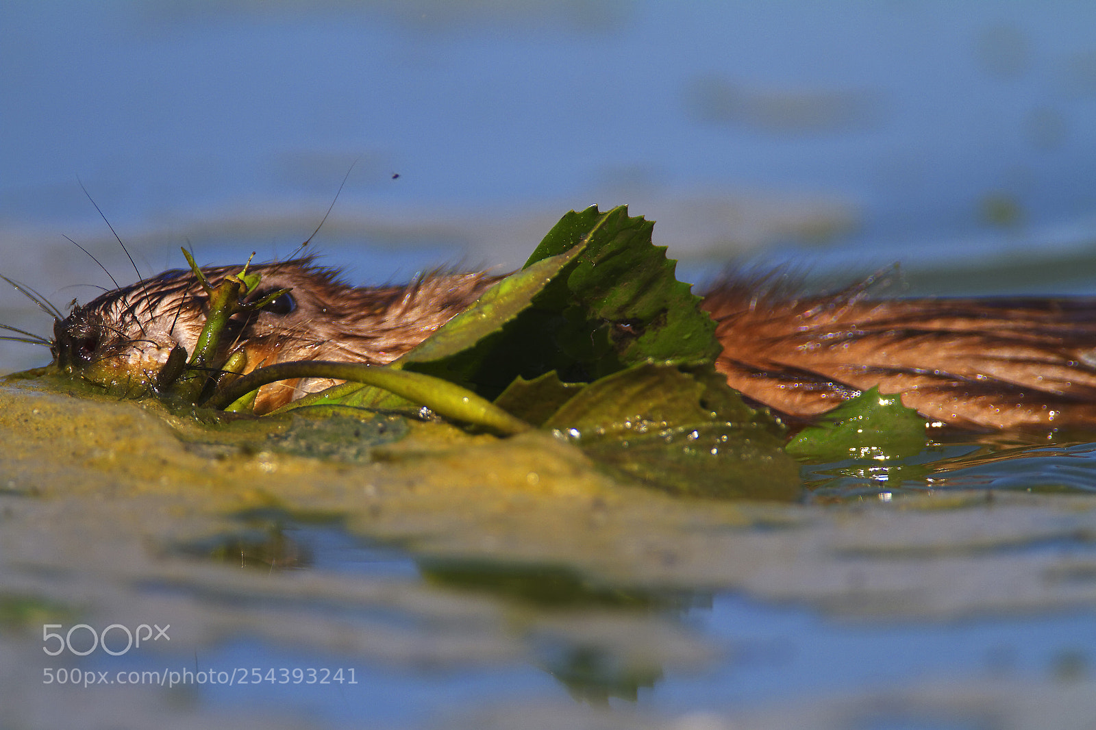 Canon EOS 7D sample photo. Muskrat photography
