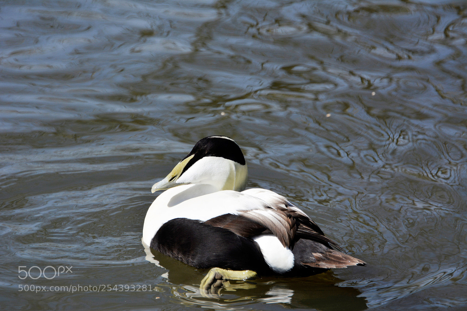 Nikon D7100 sample photo. Common eider male photography