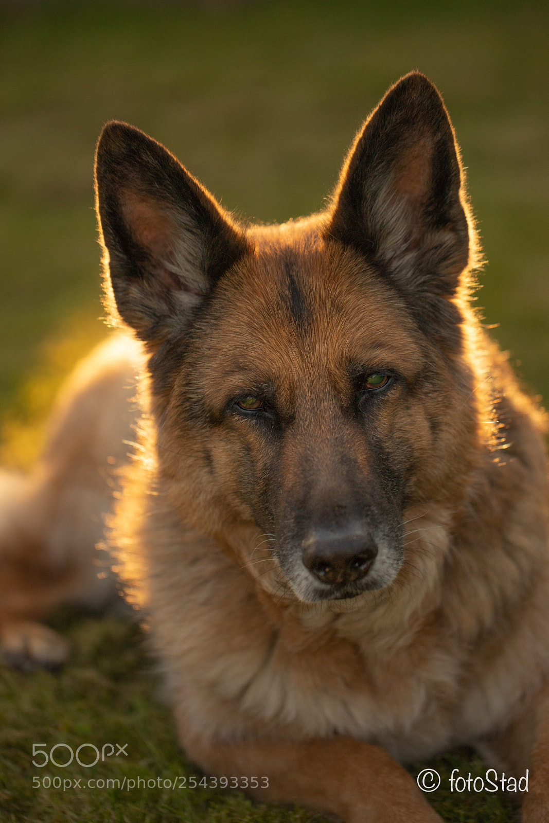Canon EOS 6D Mark II sample photo. Golden dog photography