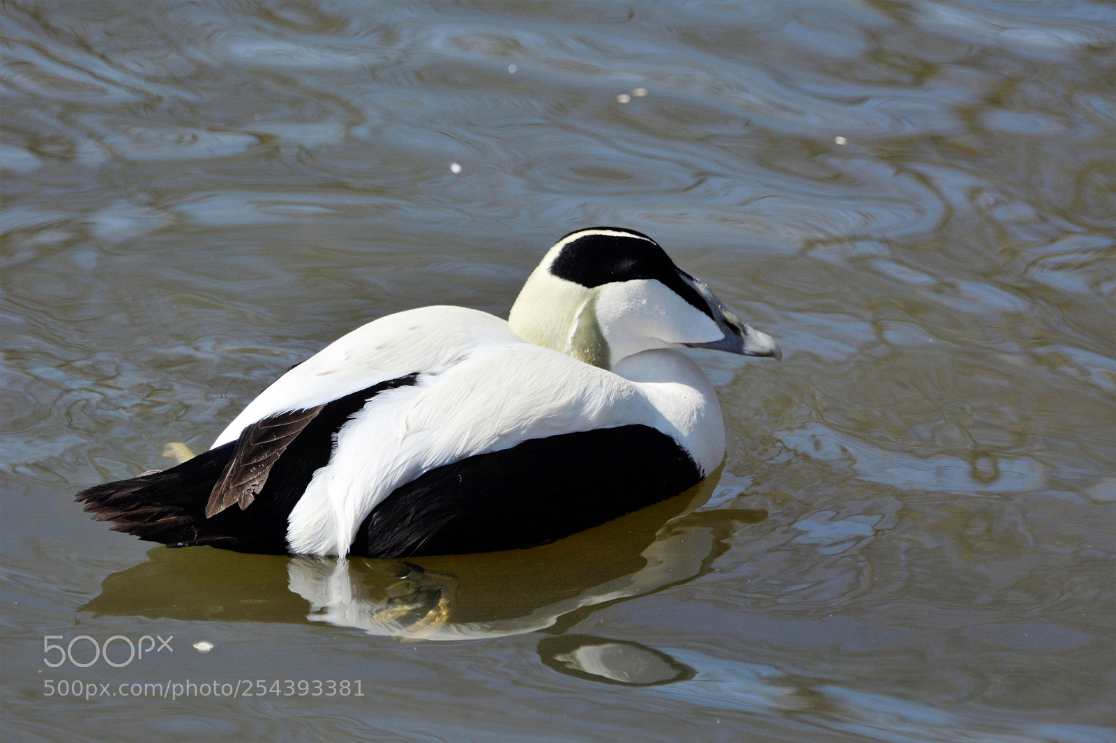 Nikon D7100 sample photo. Common eider male photography