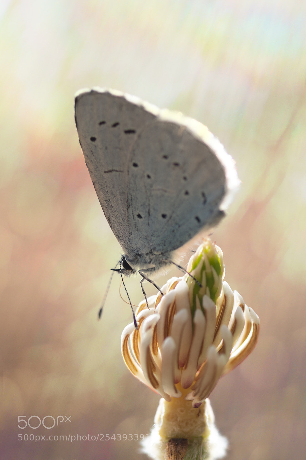 Nikon D800 sample photo. Blue in the sun photography
