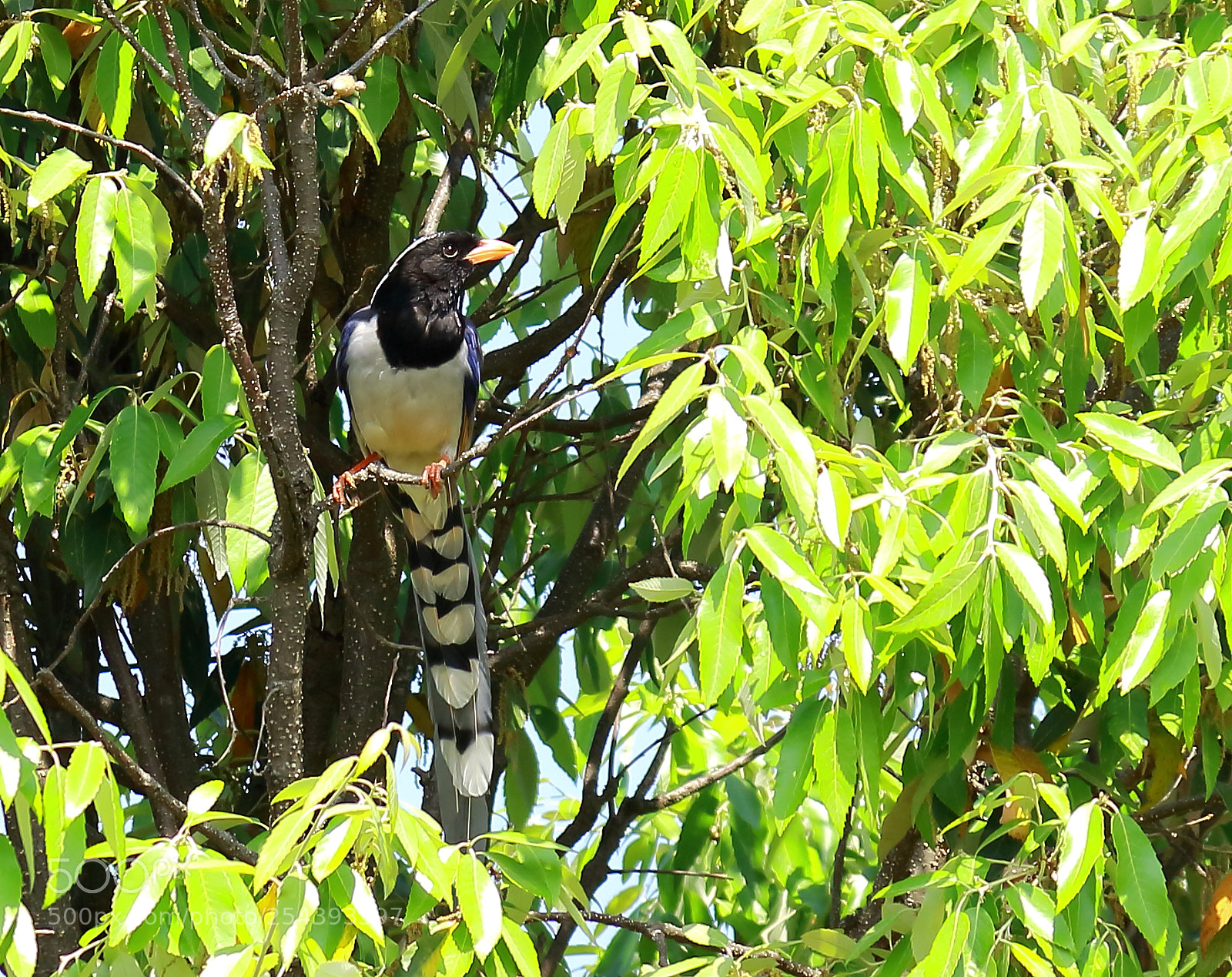 Canon EF-S 55-250mm F4-5.6 IS II sample photo. Red billed blue magpie photography