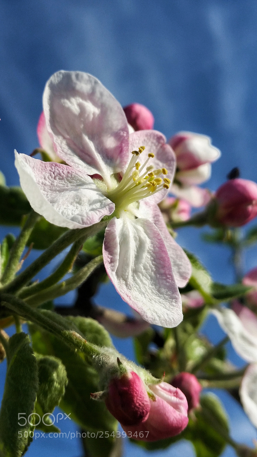 Samsung Galaxy S5 sample photo. Apple tree blossom <3 photography