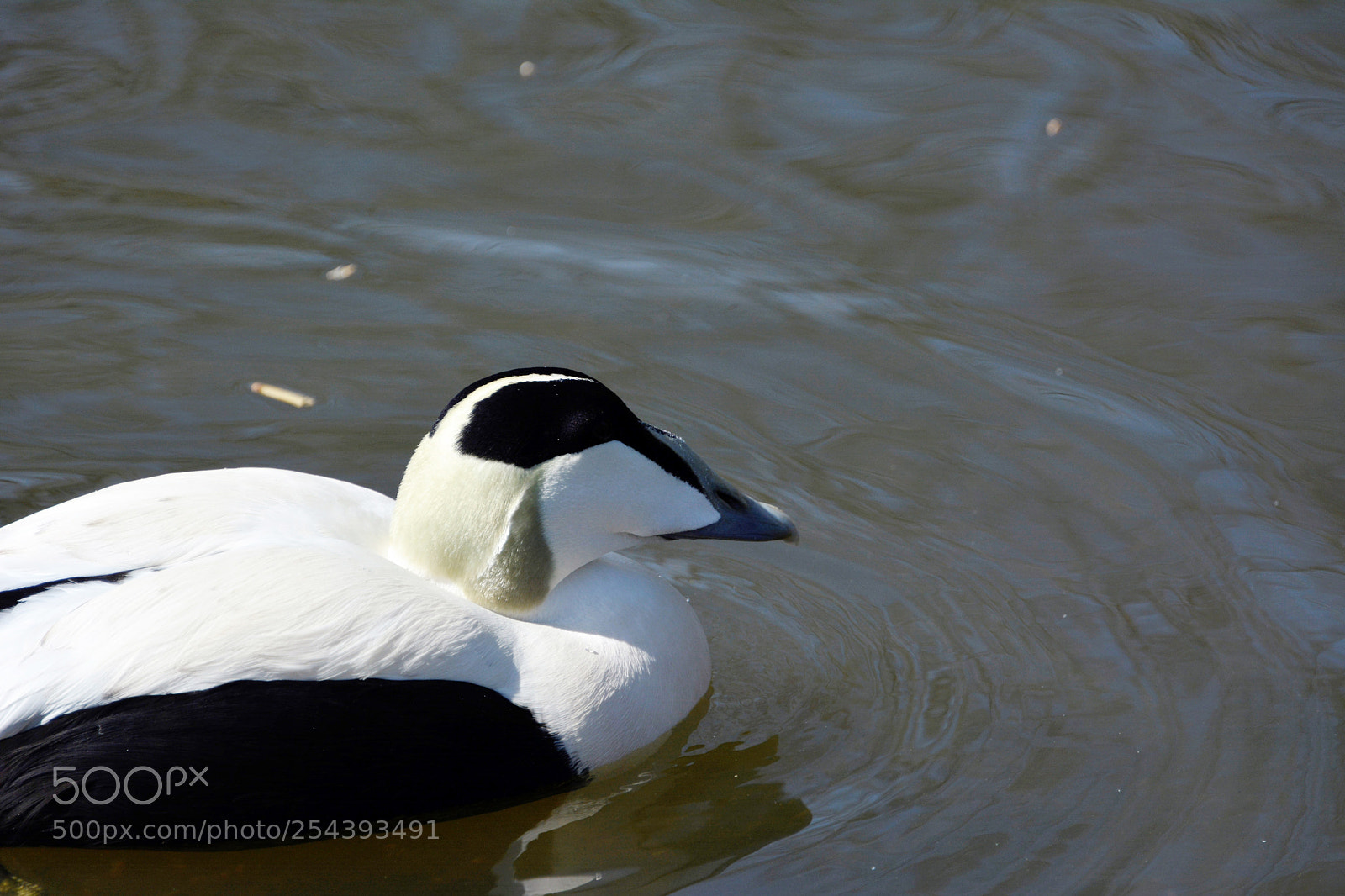 Nikon D7100 sample photo. Common eider male photography