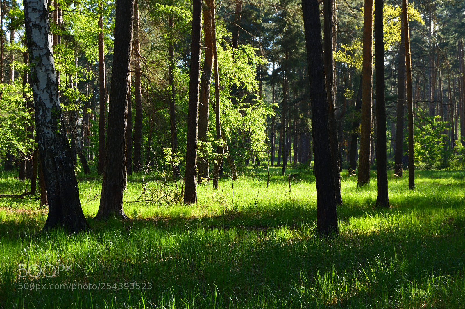 Nikon D3300 sample photo. Forest in the spring photography