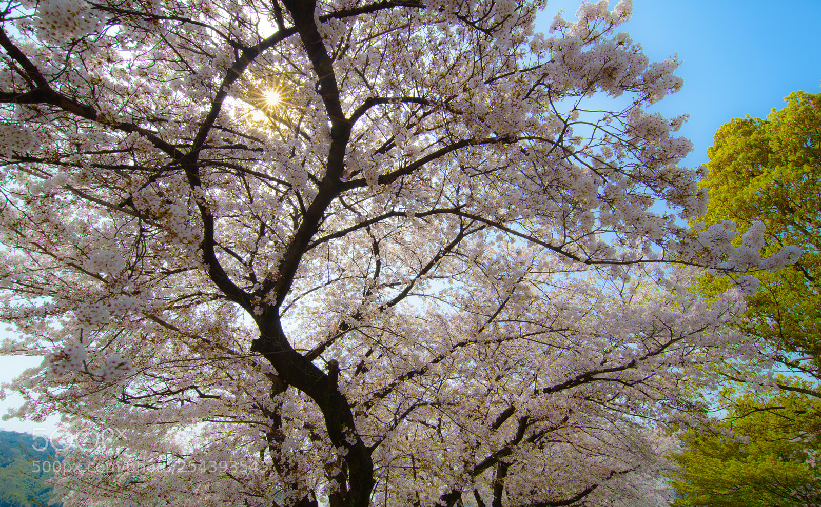 Nikon D800 sample photo. Spring is coming photography