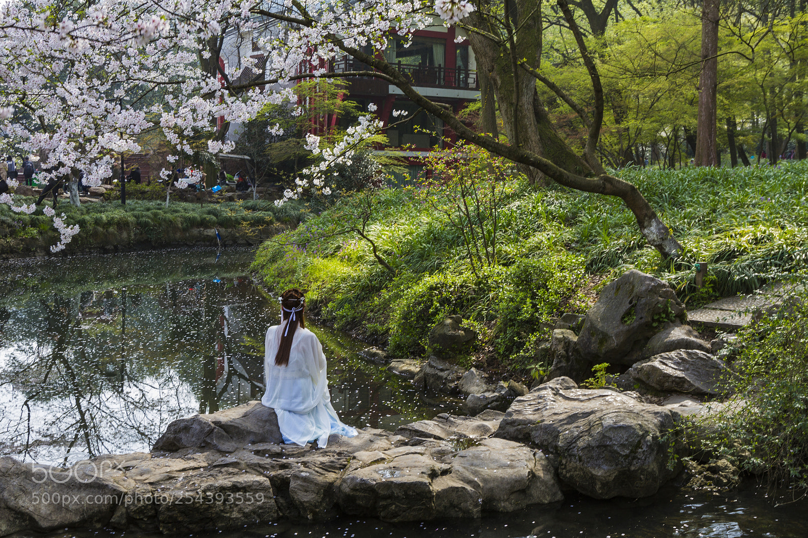 Canon EOS 7D sample photo. 樱花与少女 photography