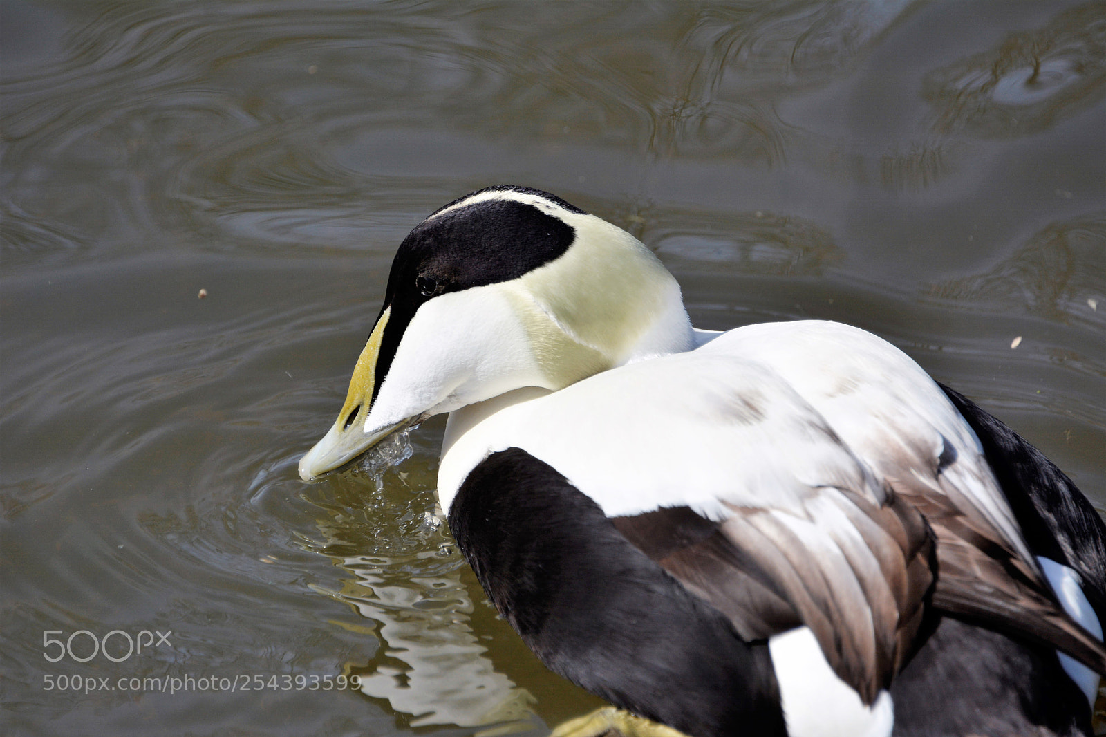 Nikon D7100 sample photo. Common eider male photography