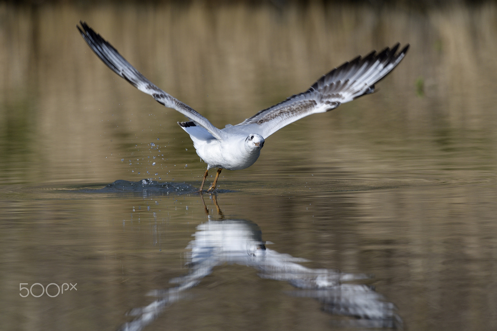 Nikon AF-S Nikkor 200-500mm F5.6E ED VR sample photo. Gull photography