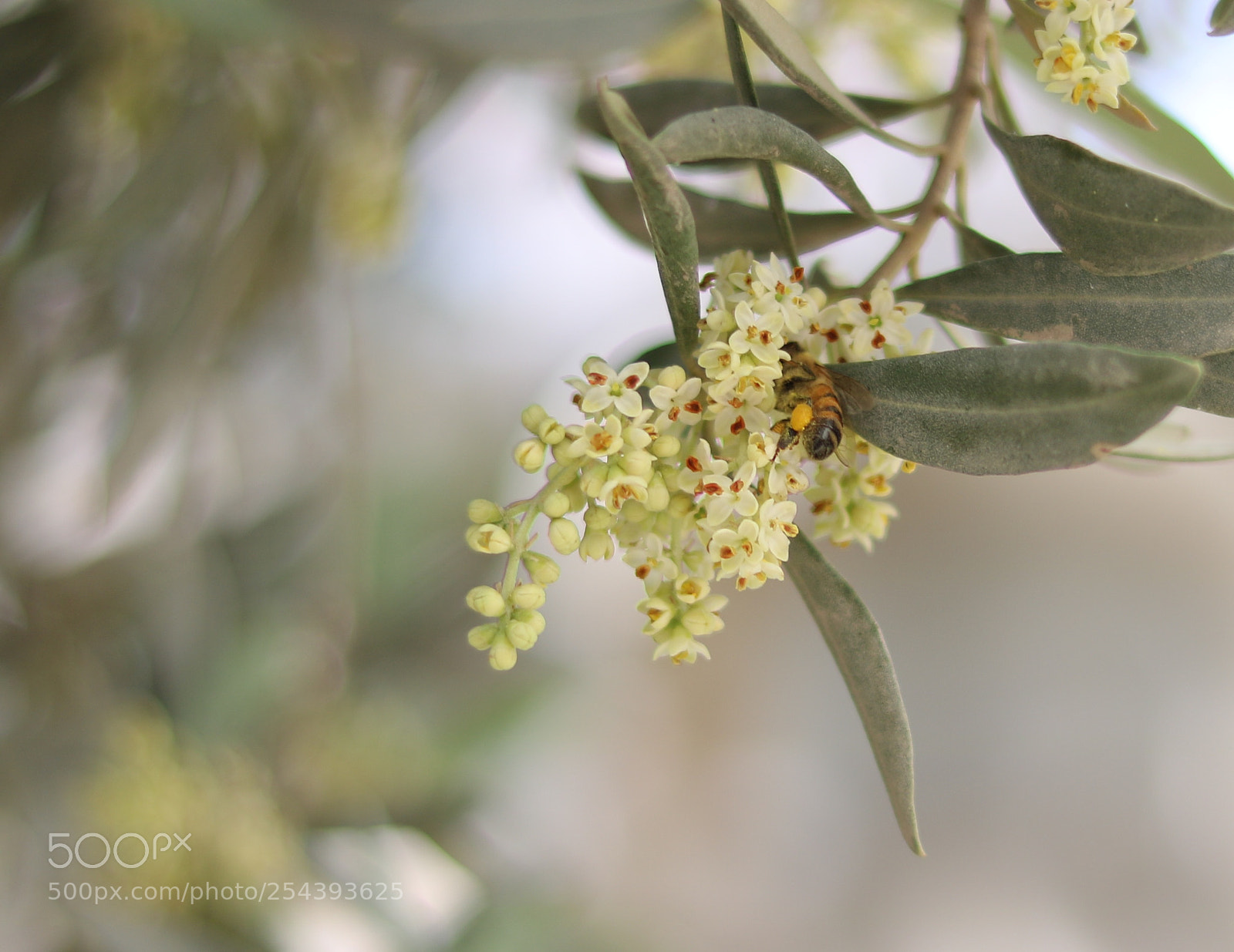 Canon EOS 750D (EOS Rebel T6i / EOS Kiss X8i) sample photo. Spring with bee photography