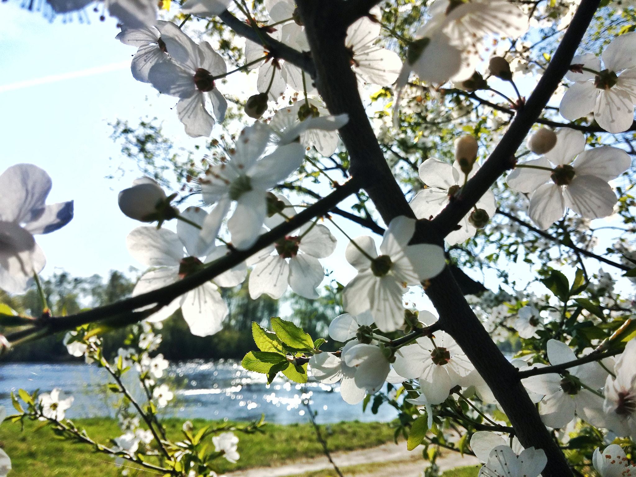 LG G2 sample photo. Img_20180420_091621-01.jpeg photography
