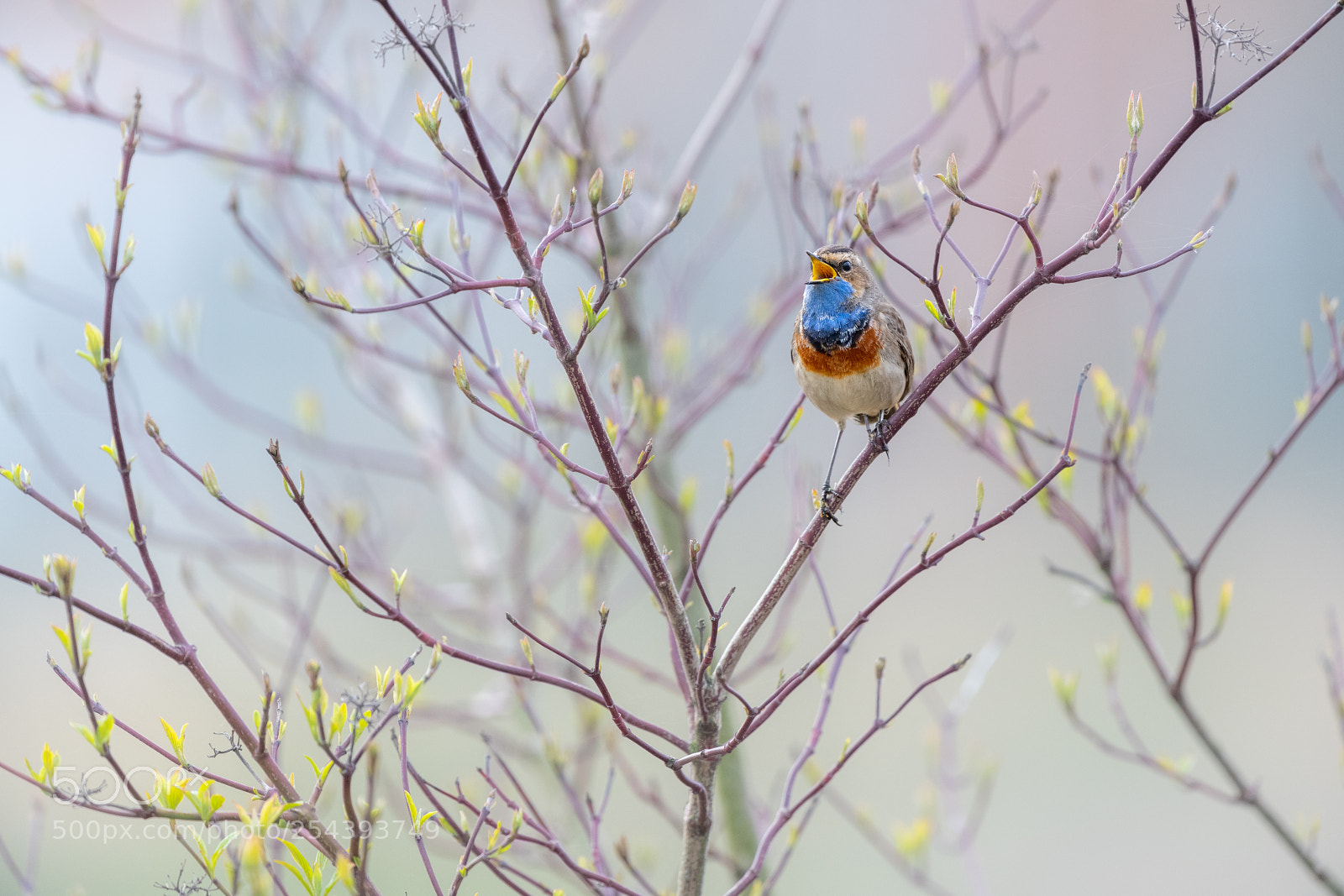 Nikon D850 sample photo. Bluethroat (luscinia svecica) photography