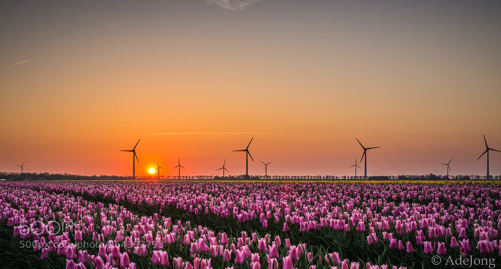 Nikon D5200 sample photo. Tulips at sunset photography