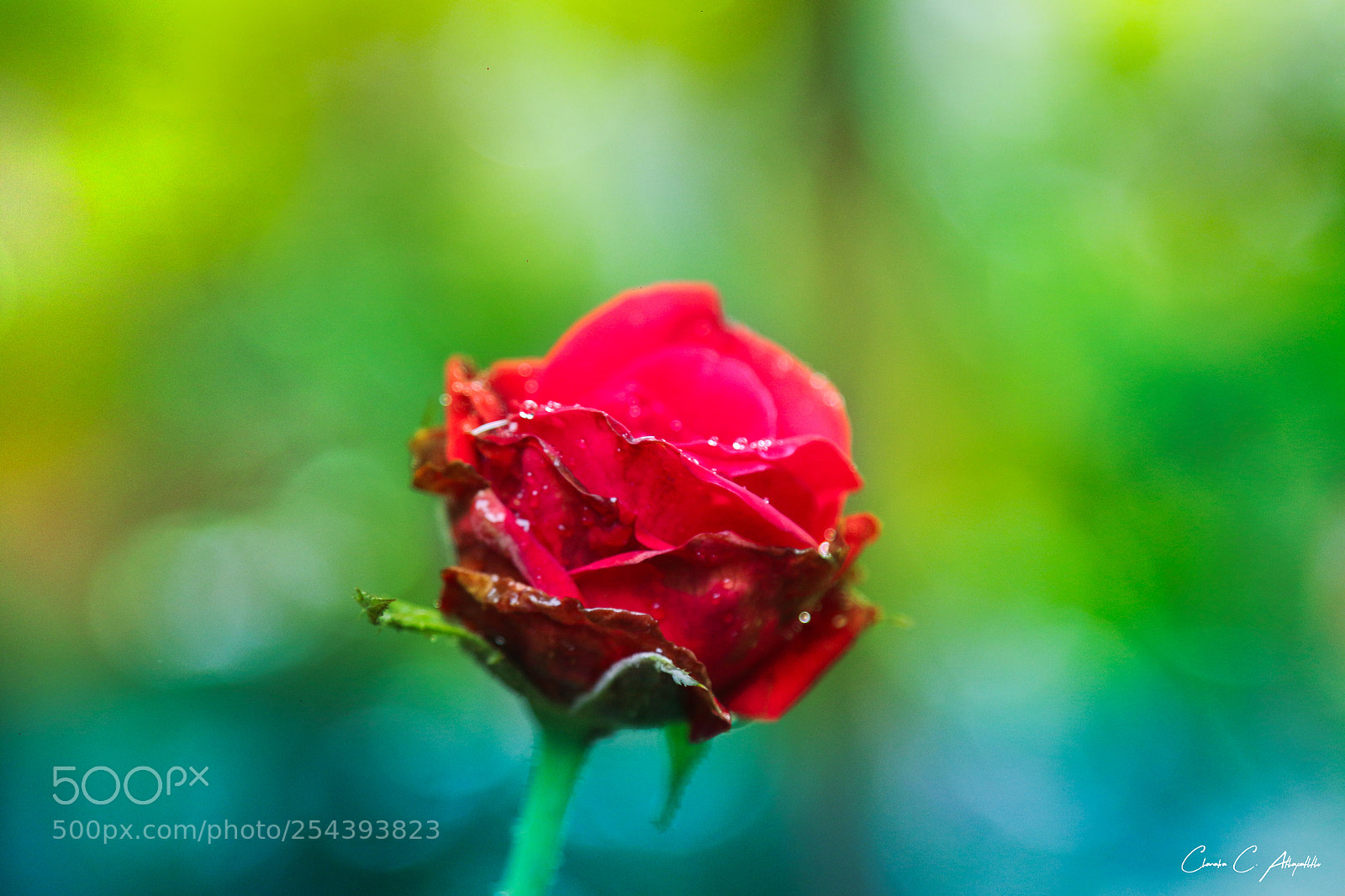 Canon EOS 70D sample photo. Rosebud photography