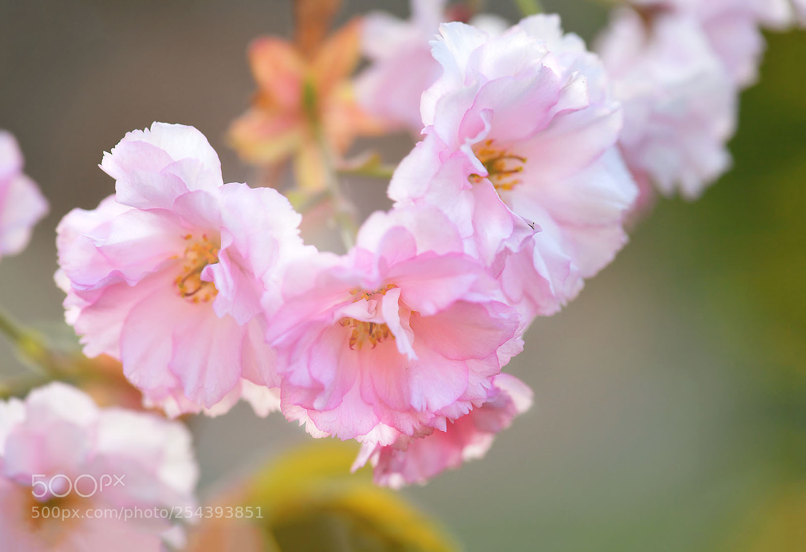 Nikon D5 sample photo. Sakura photography