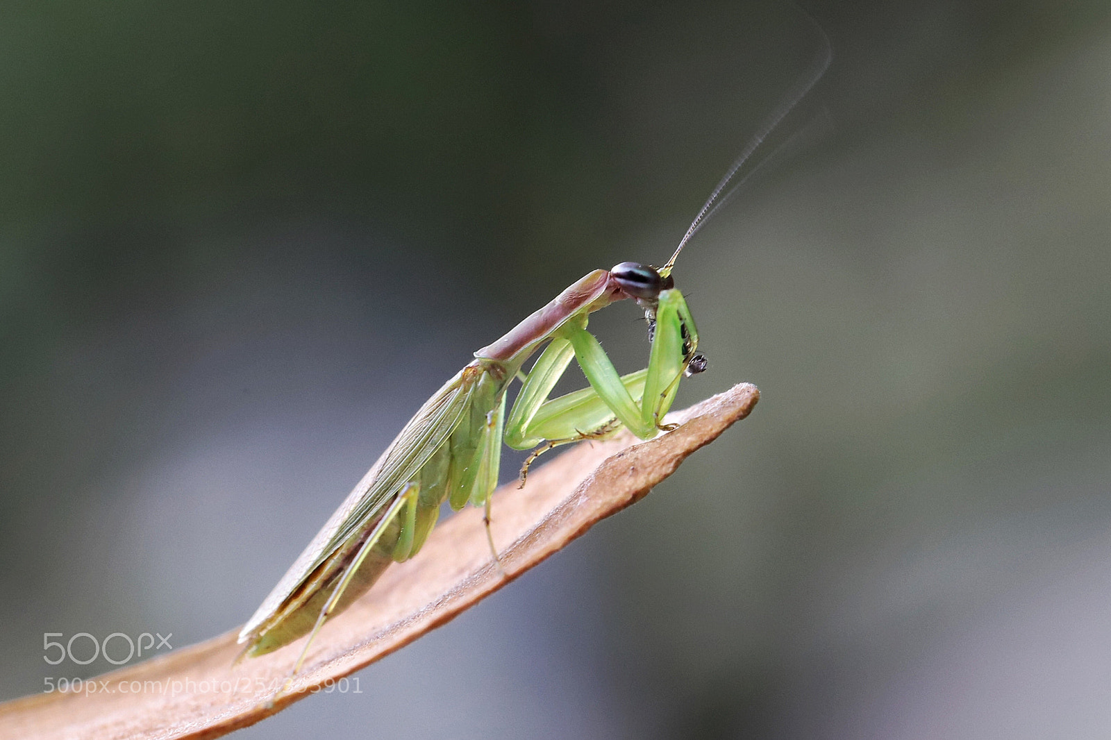 Canon EOS 6D Mark II sample photo. Untitled photography