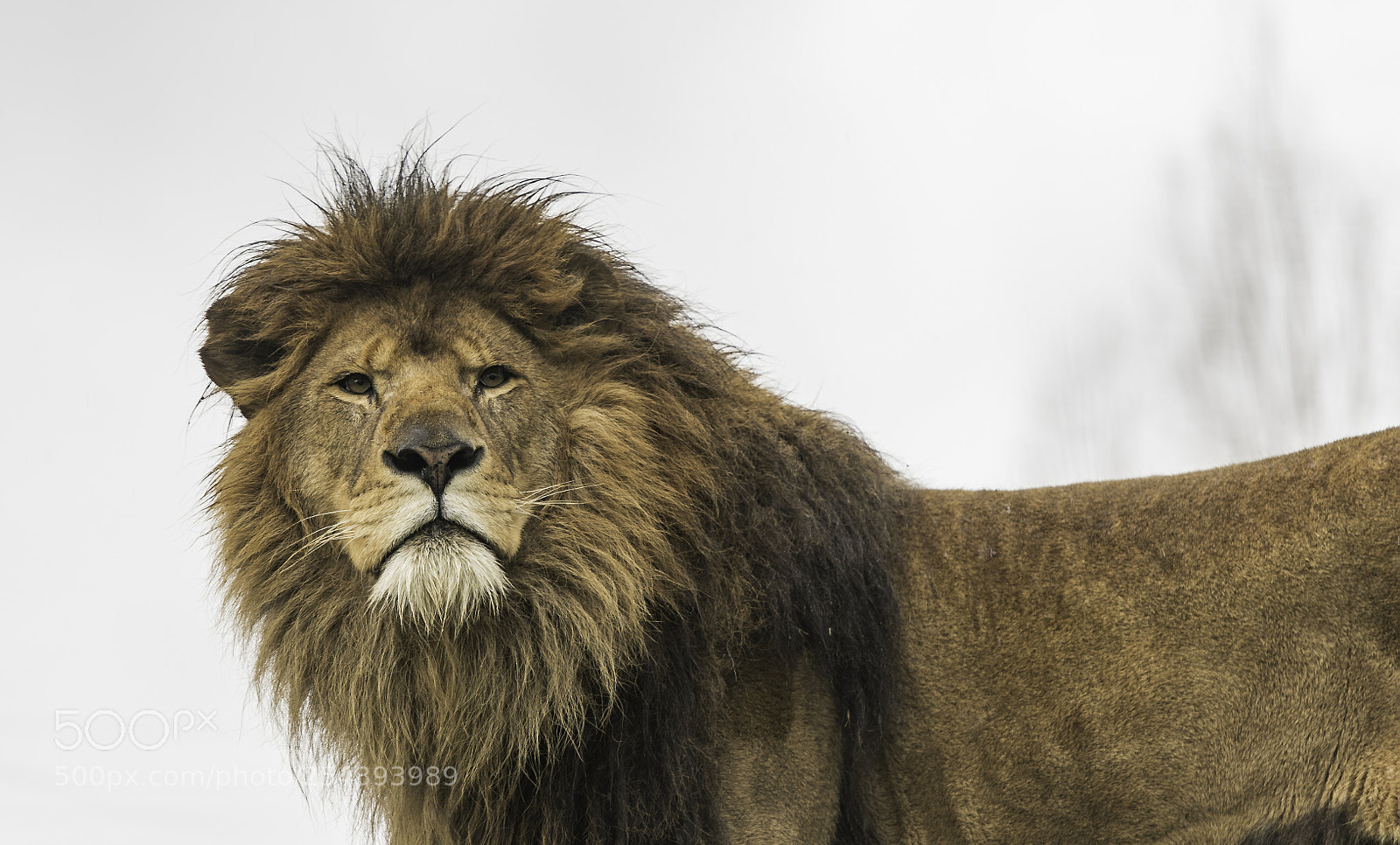 Nikon D5 sample photo. Lion series photography