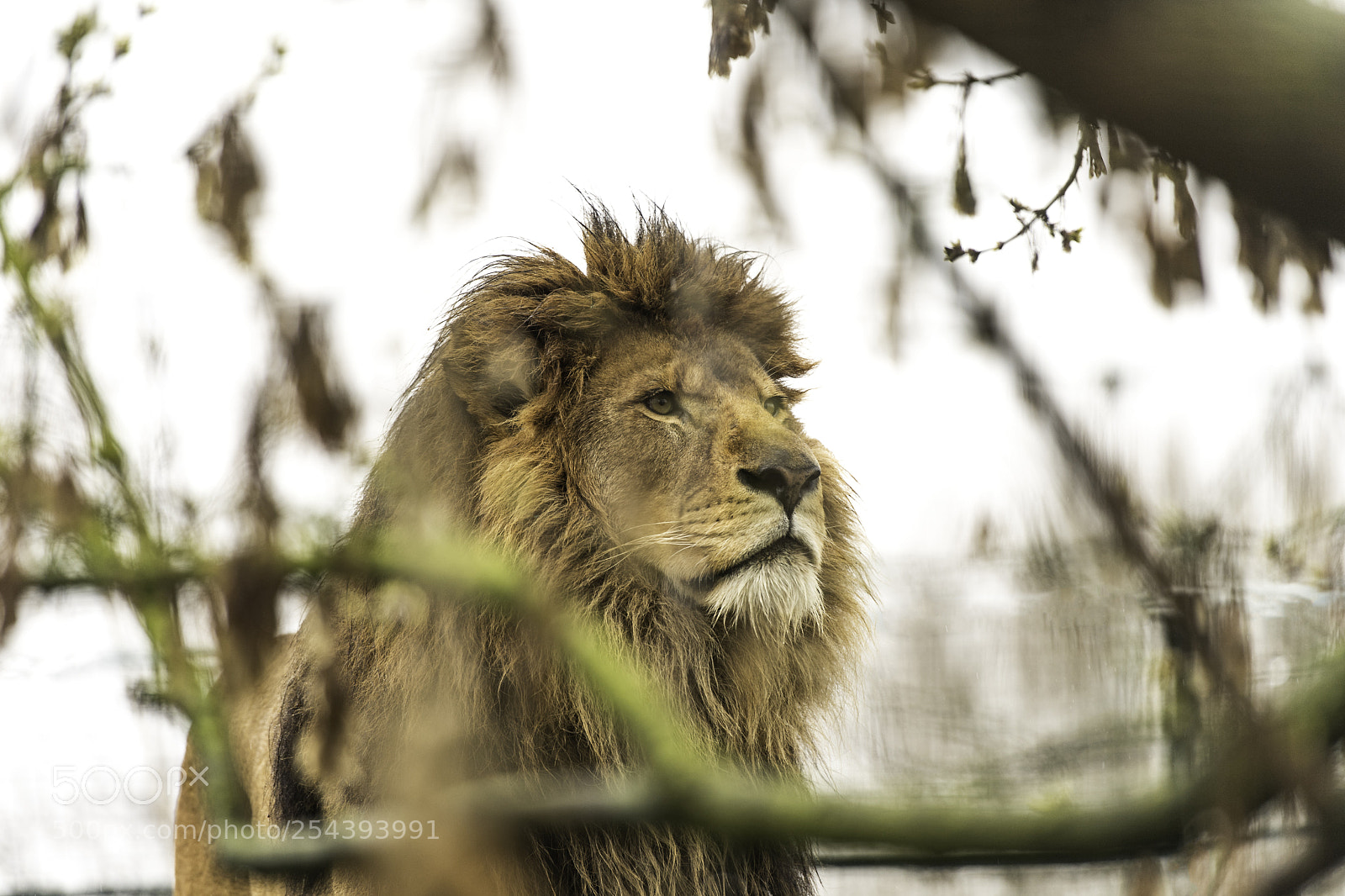 Nikon D5 sample photo. Lion series photography