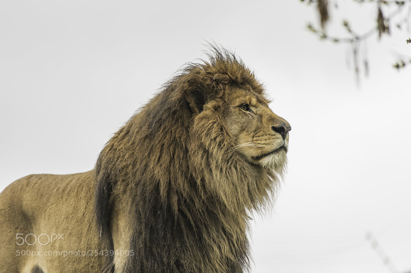 Nikon D5 sample photo. Lion series photography