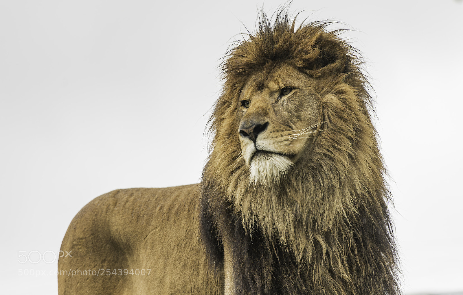 Nikon D5 sample photo. Lion series photography
