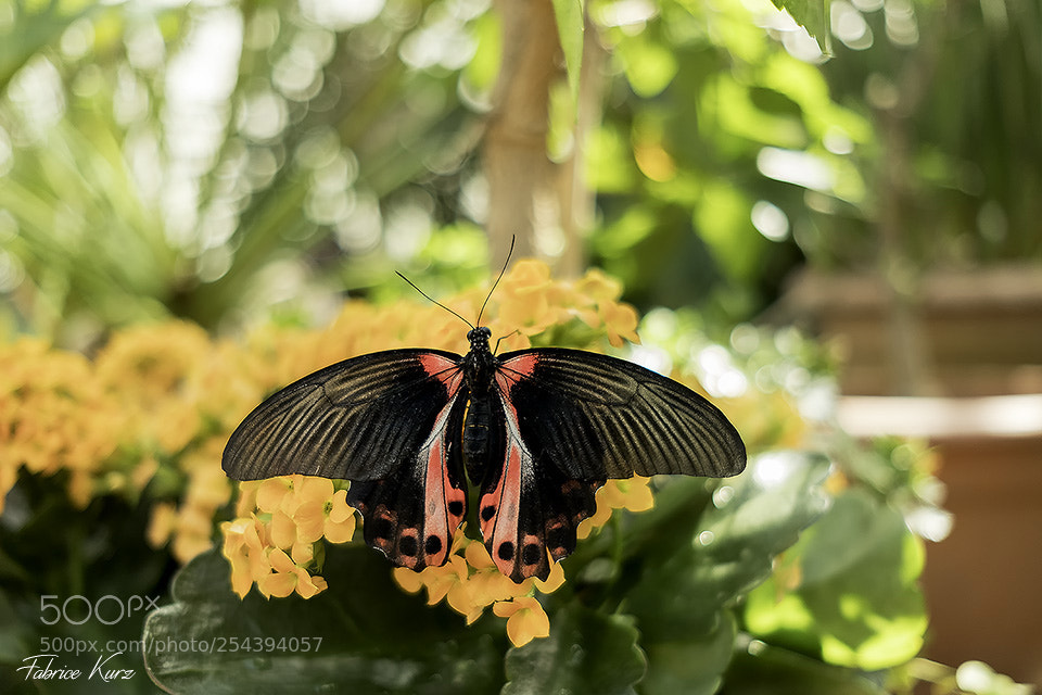 Fujifilm X-T2 sample photo. Papillon photography